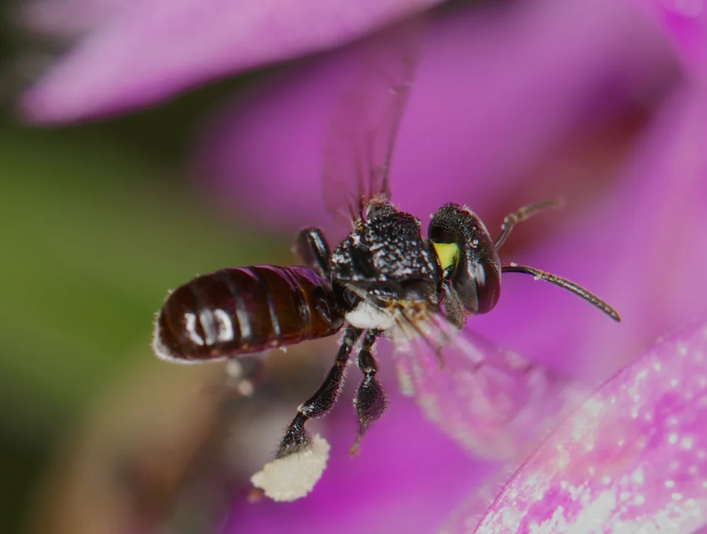 Bee Scott