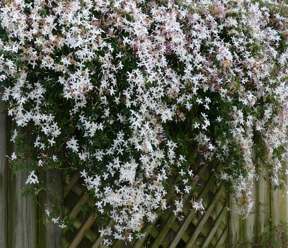 Jasmine Case