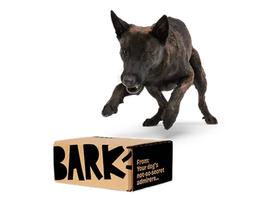 BARK